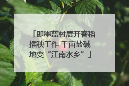 即墨蓝村展开春稻插秧工作 千亩盐碱地变“江南水乡”